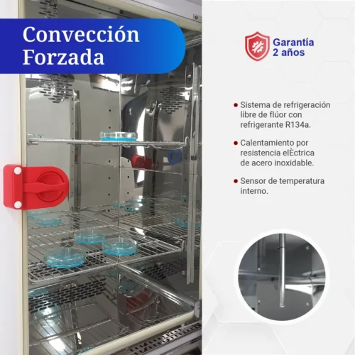 Interior de la incubadora refrigerada 150 litros ICB con convección forzada y cajas Petri